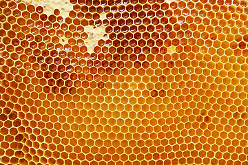 Image showing honeycomb with honey