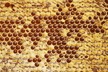 Image showing honeycomb with honey