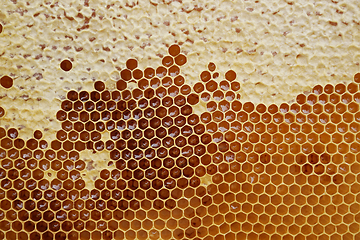 Image showing honeycomb with honey