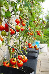 Image showing fresh tomato plant
