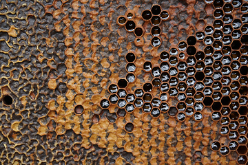 Image showing honeycomb with honey