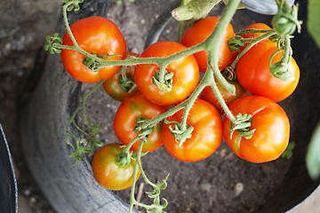 Image showing fresh tomato plant