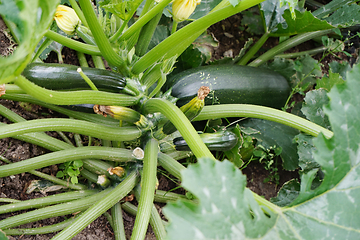 Image showing fresh zucchini plant 
