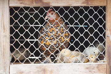 Image showing hen and chickens in the box