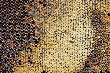 Image showing honeycomb with honey