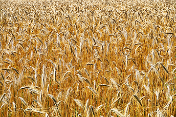 Image showing golden corn field