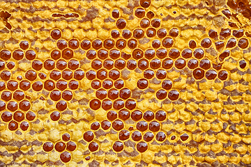 Image showing honeycomb with honey