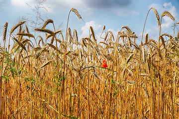 Image showing golden corn field