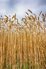 Image showing golden corn field