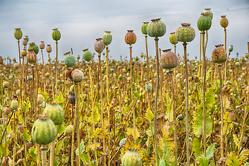 Image showing autumn poppy heads field 