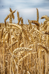 Image showing golden corn field