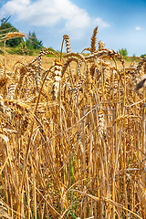 Image showing golden corn field