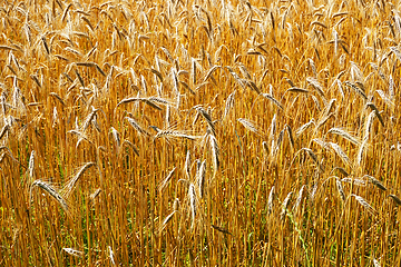 Image showing golden corn field