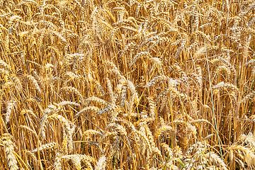 Image showing golden corn field