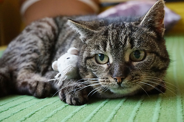 Image showing cat and mouse toy