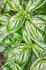 Image showing sweet basil plant