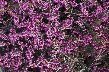 Image showing violet heather flowers