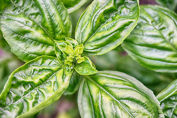 Image showing sweet basil plant