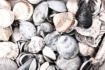 Image showing sea shells texture