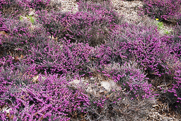 Image showing violet heather flowers