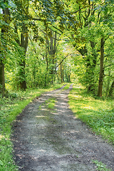 Image showing path in green forest
