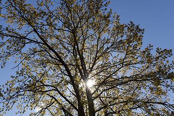 Image showing tall old oak