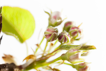 Image showing fruit tree flower