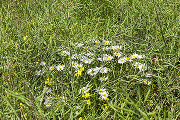 Image showing white field daisies