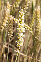 Image showing wheat spike