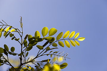 Image showing foliage tree