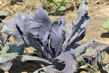 Image showing purple cabbage