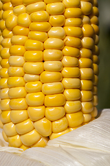 Image showing corn cob seeds