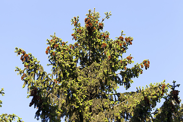 Image showing cones fir