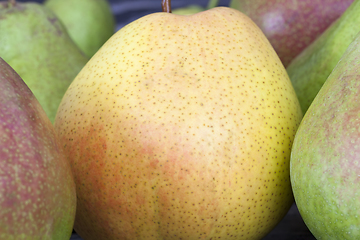 Image showing several varieties of pears