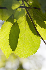 Image showing green foliage