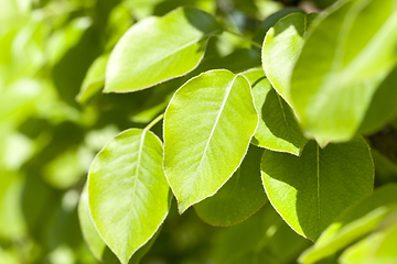 Image showing green foliage