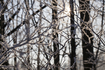 Image showing Snow in winter