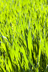 Image showing blades of wheat