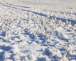 Image showing Field in the snow