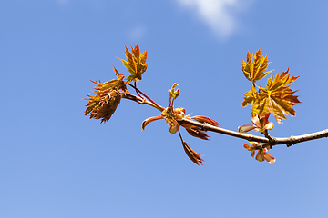 Image showing Details of maple