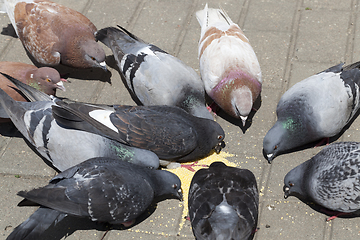 Image showing pigeons feeding