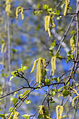 Image showing young birch,