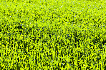 Image showing blades of wheat