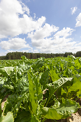 Image showing beet tops