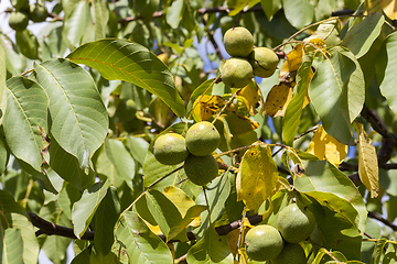 Image showing walnuts in a green shell