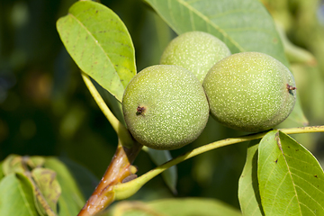 Image showing three green walnuts