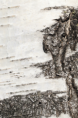 Image showing white striped birch bark