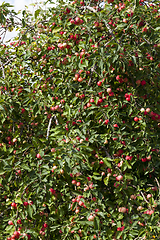 Image showing small red wild not tasty apples