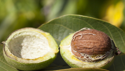 Image showing green part of a walnut