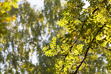 Image showing branches with foliage